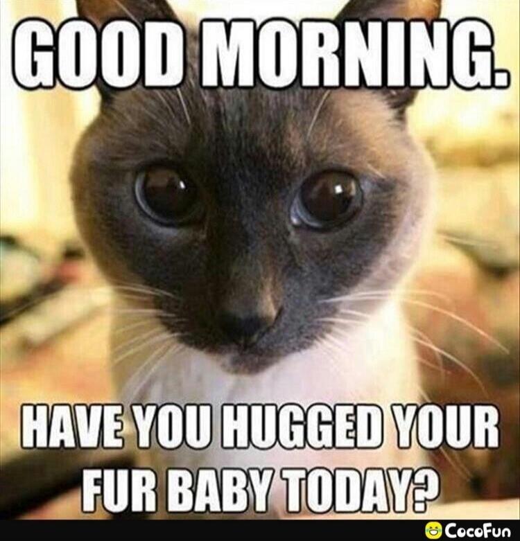 GOOD MORNING. HAVE YOU HUGGED YOUR FUR BABY TODAY?