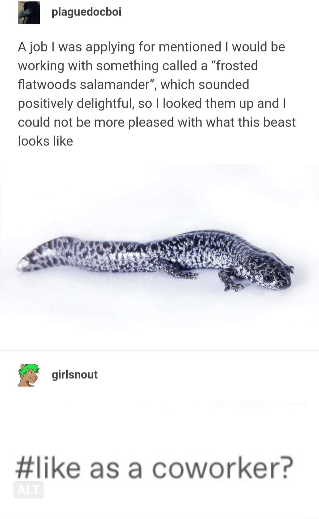 plaguedocboi A job was applying for mentioned would be working with something called a frosted flatwoods salamander which sounded positively delightful so looked them up and could not be more pleased with what this beast looks like like as a coworker