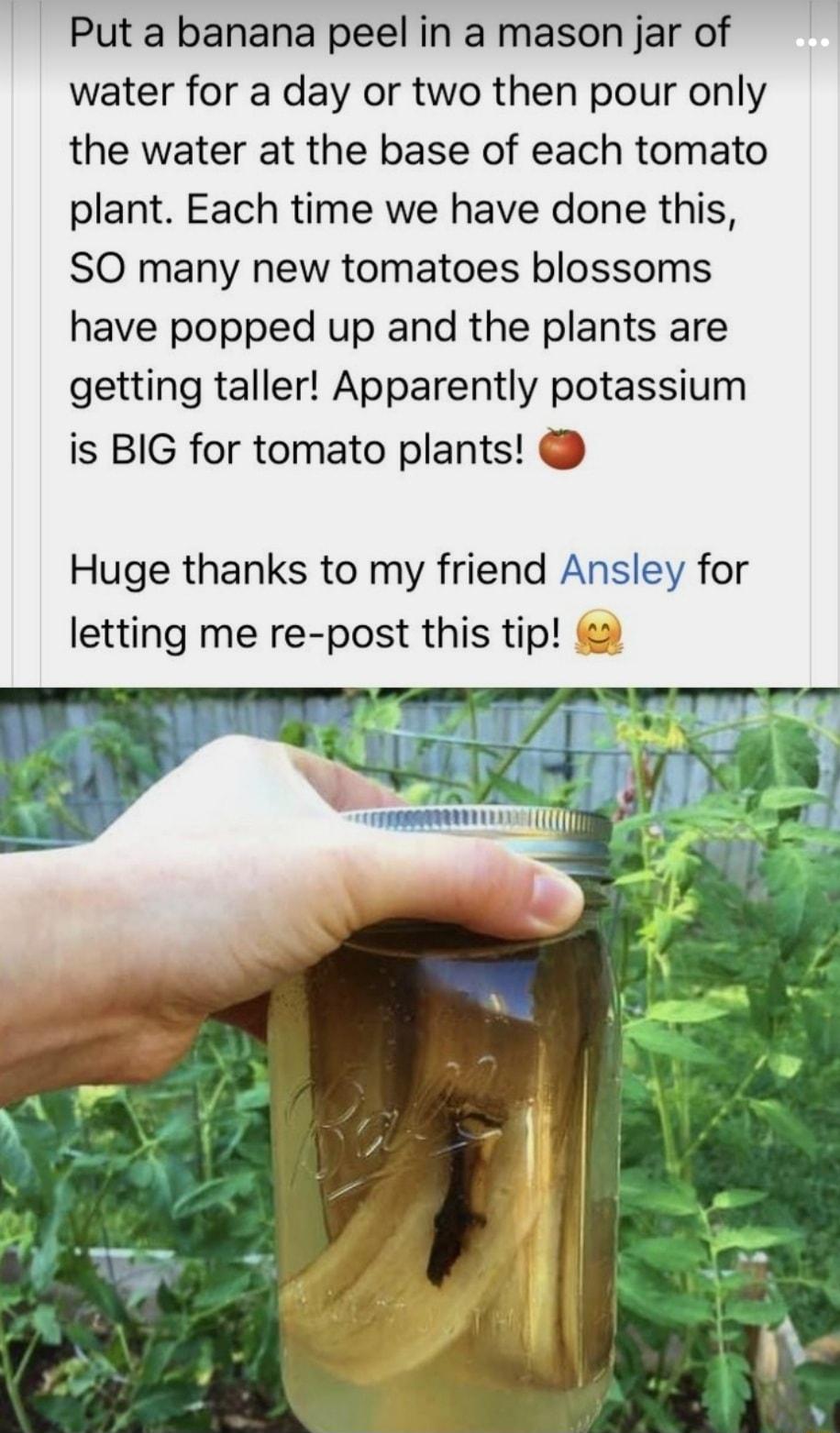 Put a banana peel in a mason jar of water for a day or two then pour only the water at the base of each tomato plant Each time we have done this SO many new tomatoes blossoms have popped up and the plants are getting taller Apparently potassium is BIG for tomato plants Huge thanks to my friend Ansley for letting me re post this tip