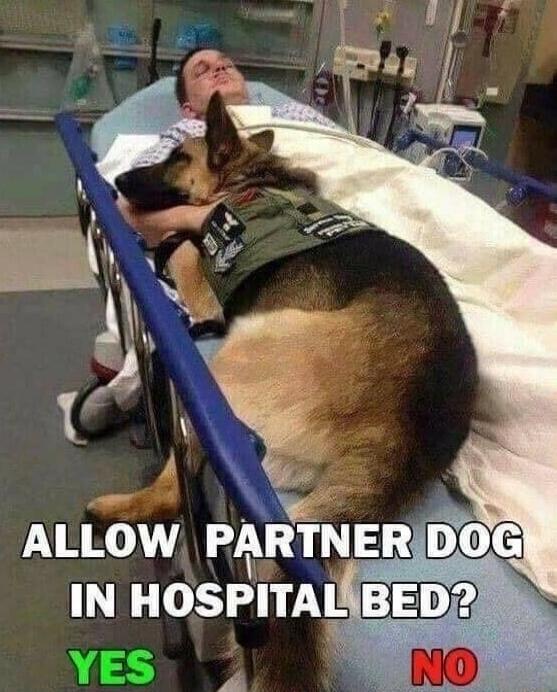 ALLOW PARTNER DOG