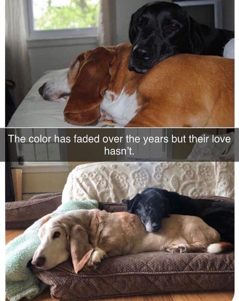 The color has faded over the years but their love EA