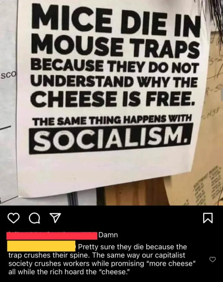 MICEDIEIN MOUSE TRAPSs _ BECAUSE THEY DO NoT UNDERSTAND WHY THE CHEESE IS FREE E SAME THING HAPPENS WITH N 1 Pretty sure they die because the y our capitalist society crushes workers while promising more cheese all while the rich hoard the cheese