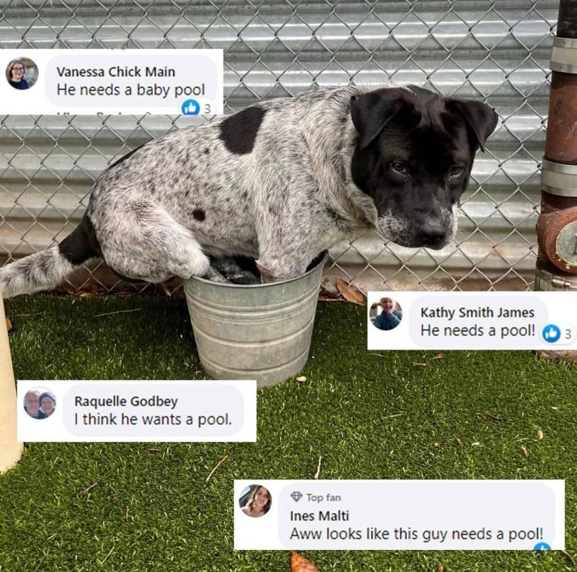 s ZES N o S AN N Vanessa Chick Main He needs a baby pool 1 Kathy Smith James He needs a pool O Raquelle Godbey think he wants a pool p fan Ines Malti Aww looks like this guy needs a pool