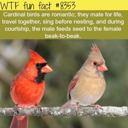 Cardinal birds are romantic they mate for life UV R oTo LT M g To o o A T3 g o MEETa o e V144 s courtship the male feeds seed to the female beak to beak