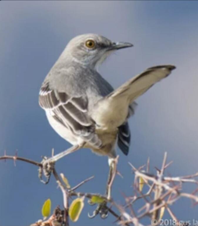 A small grey bird perched on a thorny branch, facing left.