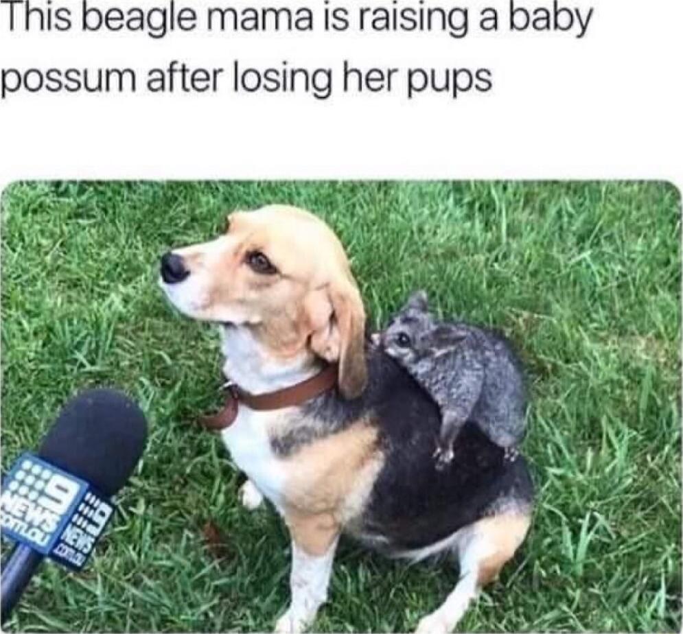 peagle mama is raising a possum after losing her pups