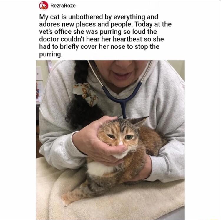 My cat is unbothered by everything and adores new places and people Today at the vets office she was purring so loud the doctor couldnt hear her heartbeat 5o she had to briefly cover her nose to stop the purring