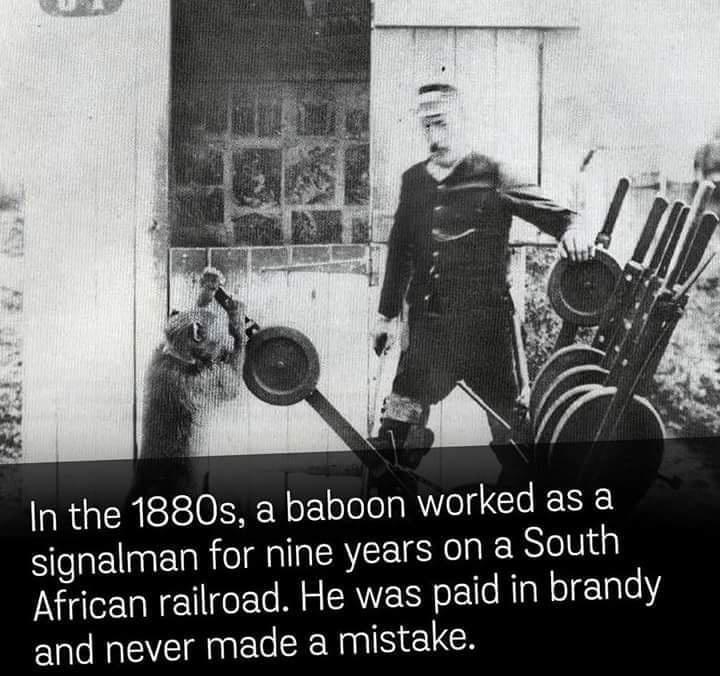 In the 1880s a baboon worked as a signalman for nine years on a South African railroad He was paid in brandy and never made a mistake