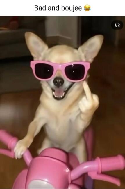 Bad and boujee 😂