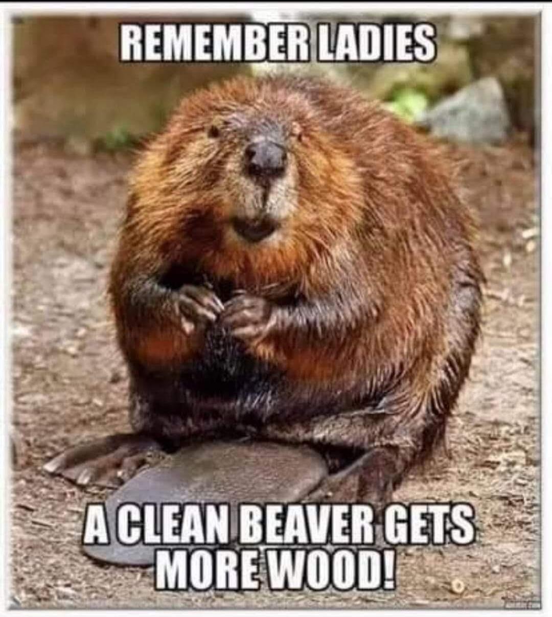 REMEMBER LADIES A CLEAN BEAVER GETS MORE WOOD!