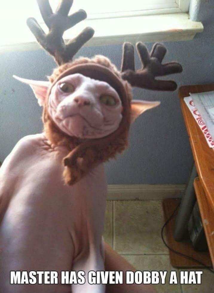 MASTER HAS GIVEN DOBBY A HAT