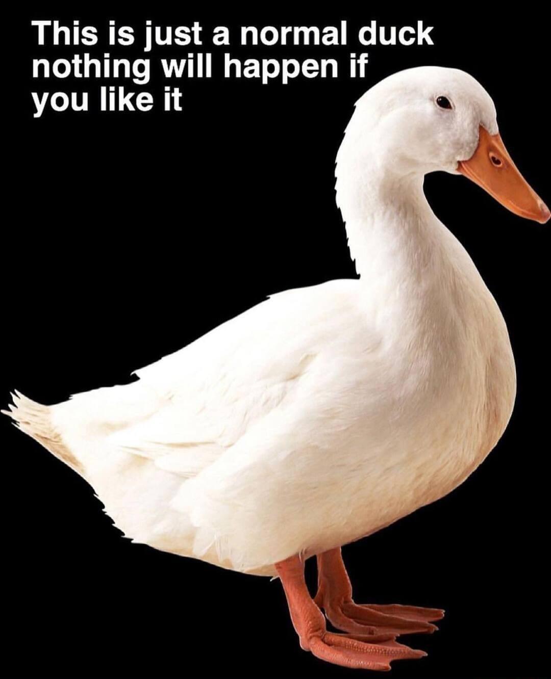 This is just a normal duck nothing will happen if you like it