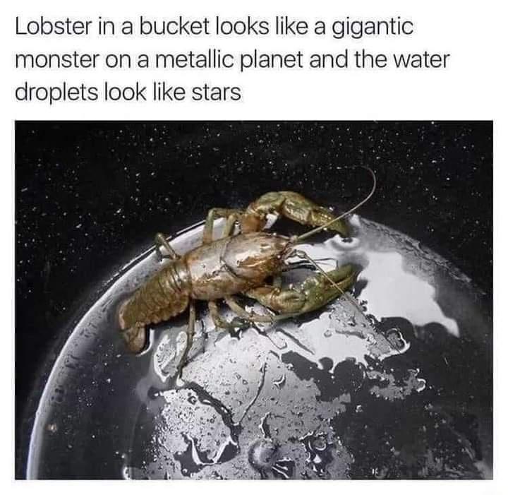 Lobster in a bucket looks like a gigantic monster on a metallic planet and the water droplets look like stars