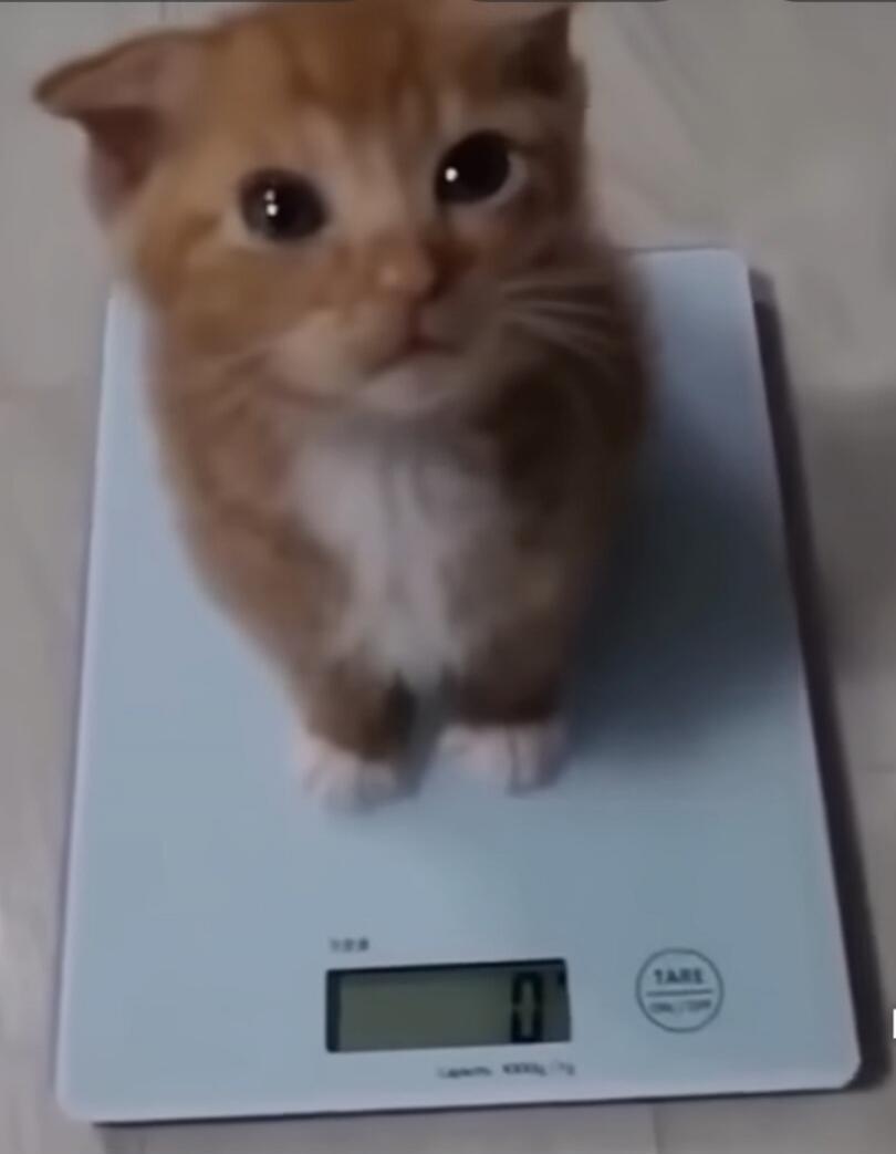 A tiny ginger kitten stands on a digital kitchen scale, which displays '0'.