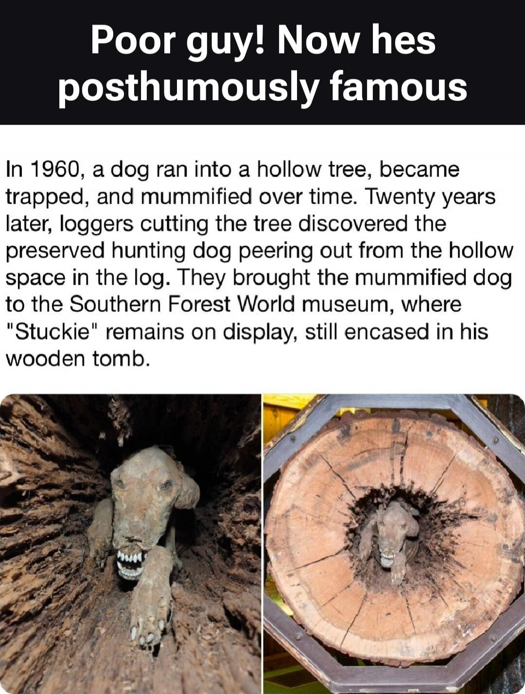 Poor guy! Now hes posthumously famous. In 1960, a dog ran into a hollow tree, became trapped, and mummified over time. Twenty years later, loggers cutting the tree discovered the preserved hunting dog peering out from the hollow space in the log. They brought the mummified dog to the Southern Forest World museum, where 