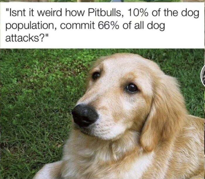 Isnt it weird how Pitbulls 10 of the dog population commit 66 of all dog attacks