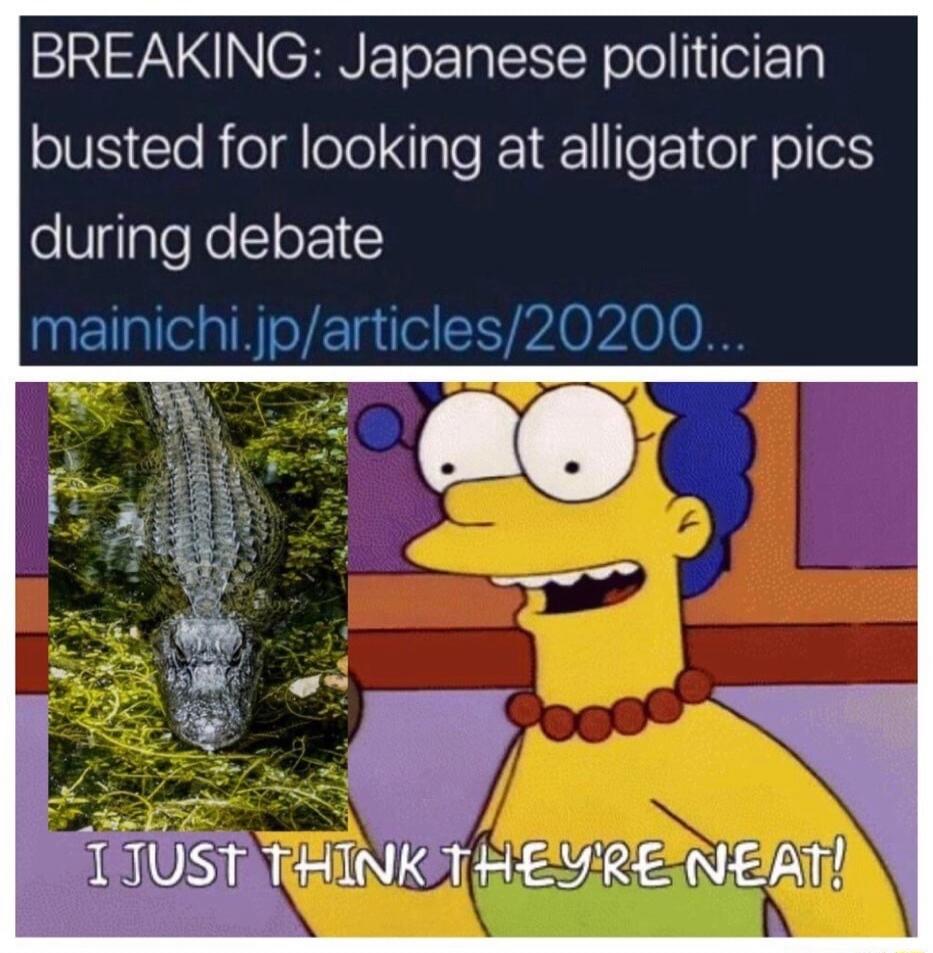 BREAKING: Japanese politician busted for looking at alligator pics during debate mainichi.jp/articles/20200... I JUST THINK THEY'RE NEAT!