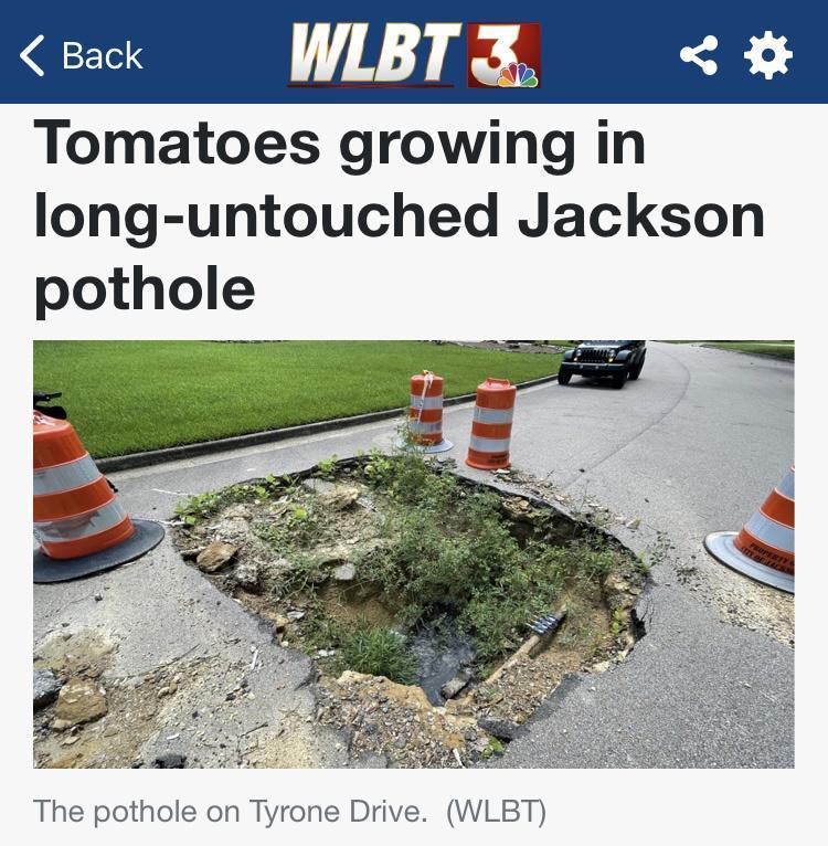 eack WILBTE Tomatoes growing in long untouched Jackson pothole The pothole on Tyrone Drive WLBT