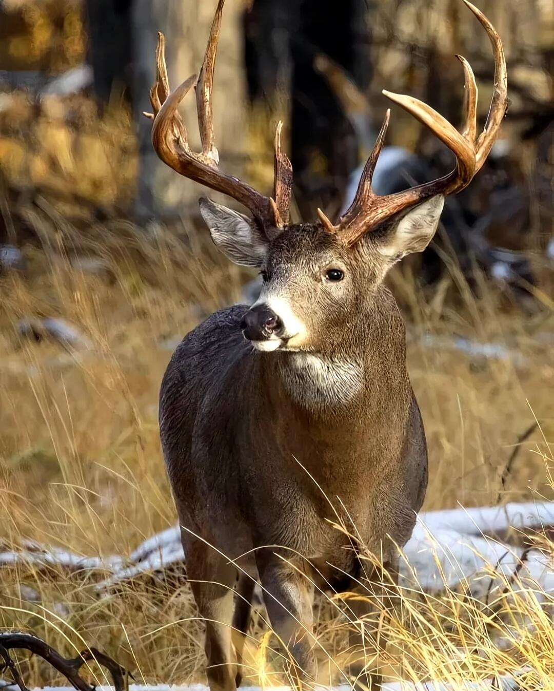 A deer standing in tall grass with large antlers.