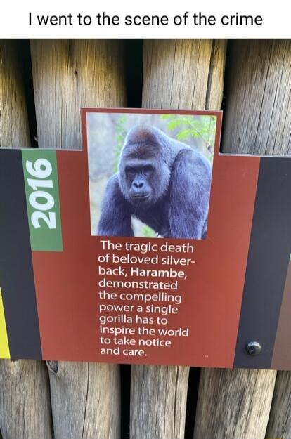 The tragic death of beloved silver back Harambe demonstrated the compelling power a single gorilla has to inspire the world 1o take notice and care