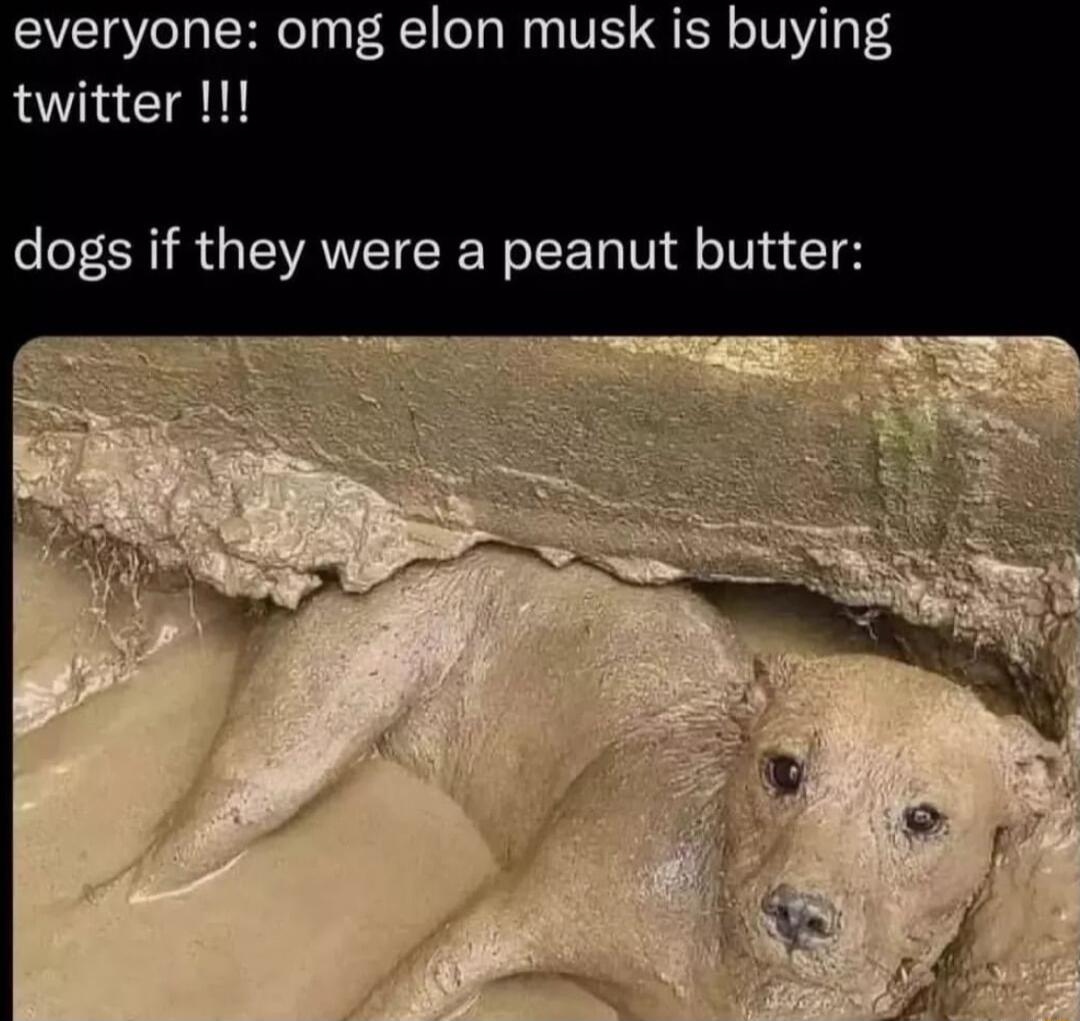 everyone omg elon musk is buying twitter dogs if they were a peanut butter