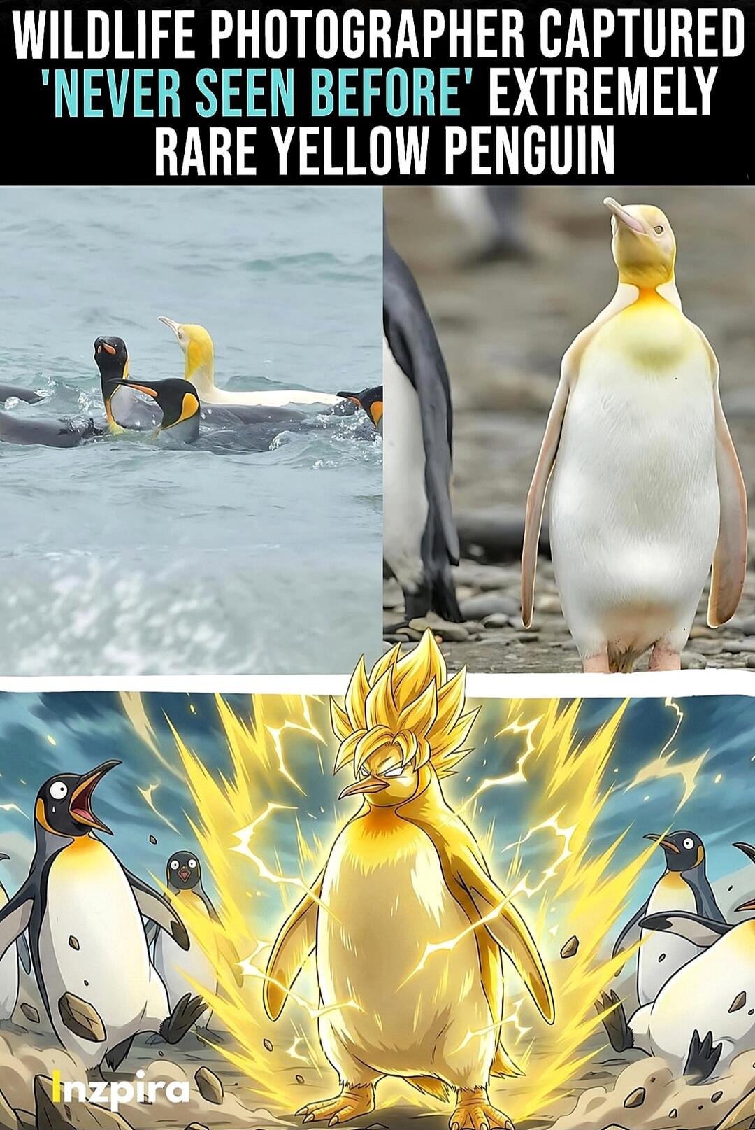 WILDLIFE PHOTOGRAPHER CAPTURED 'NEVER SEEN BEFORE' EXTREMELY RARE YELLOW PENGUIN