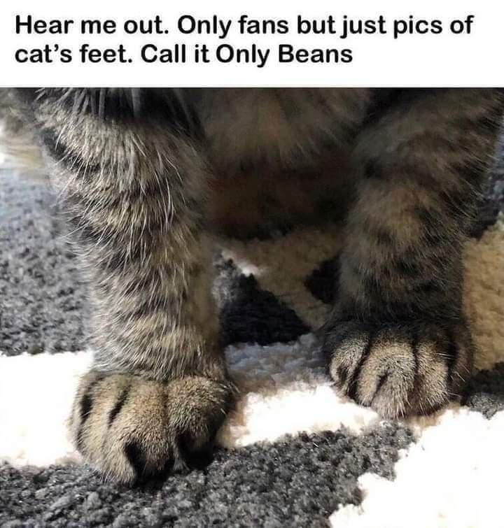 Hear me out Only fans but just pics of cats feet Call it Only Beans