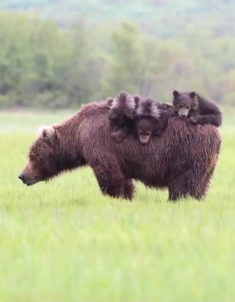 A mother bear with two cubs riding on its back in a grassy field.