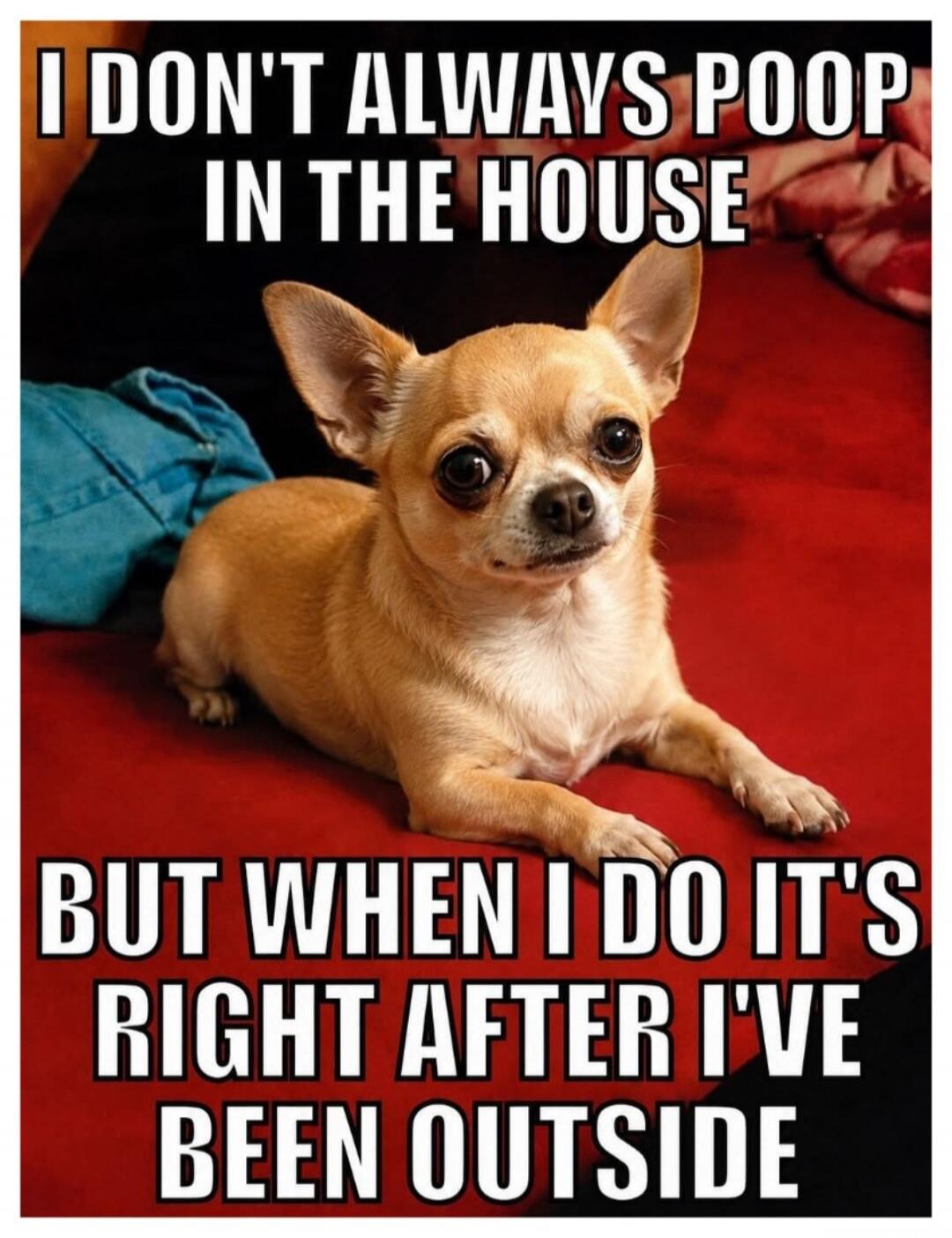 I DON'T ALWAYS POOP IN THE HOUSE BUT WHEN I DO IT'S RIGHT AFTER I'VE BEEN OUTSIDE