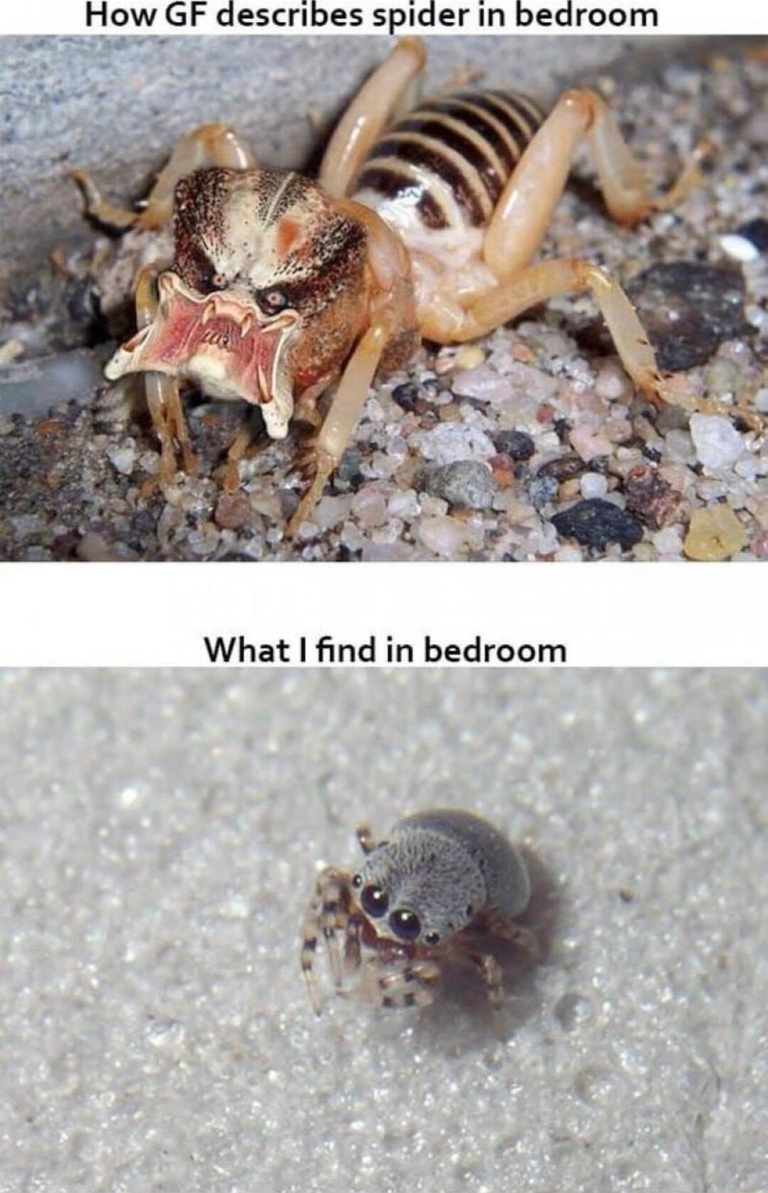 How GF describes spider in bedroom What find in bedroom