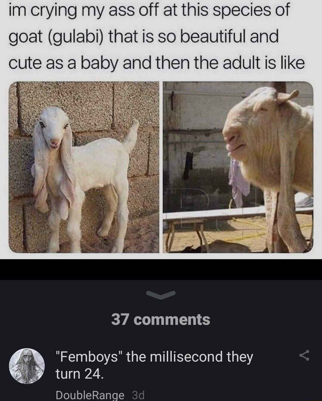 im crying my ass off at this species of goat gulabi that is so beautiful and cute as a baby and then the adult is like 37 comments 3 WC AR GER TN RG T turn 24 T T