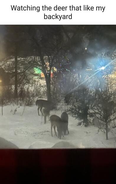 Watching the deer that like my backyard