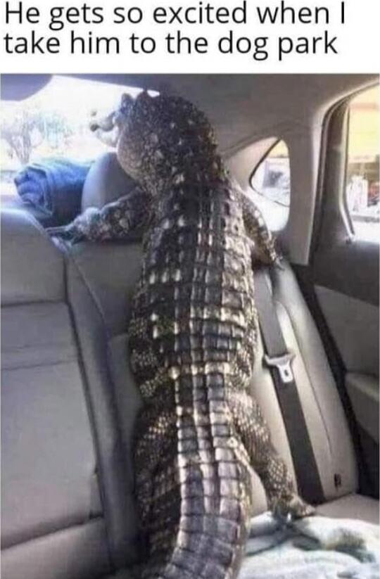 He gets so excited when I take him to the dog park