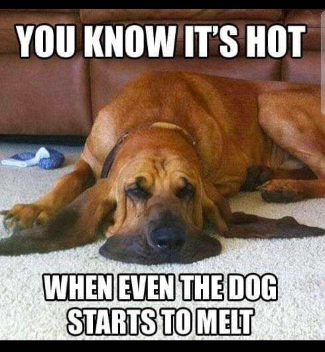 YOU KNOW IT'S HOT WHEN EVEN THE DOG STARTS TO MELT