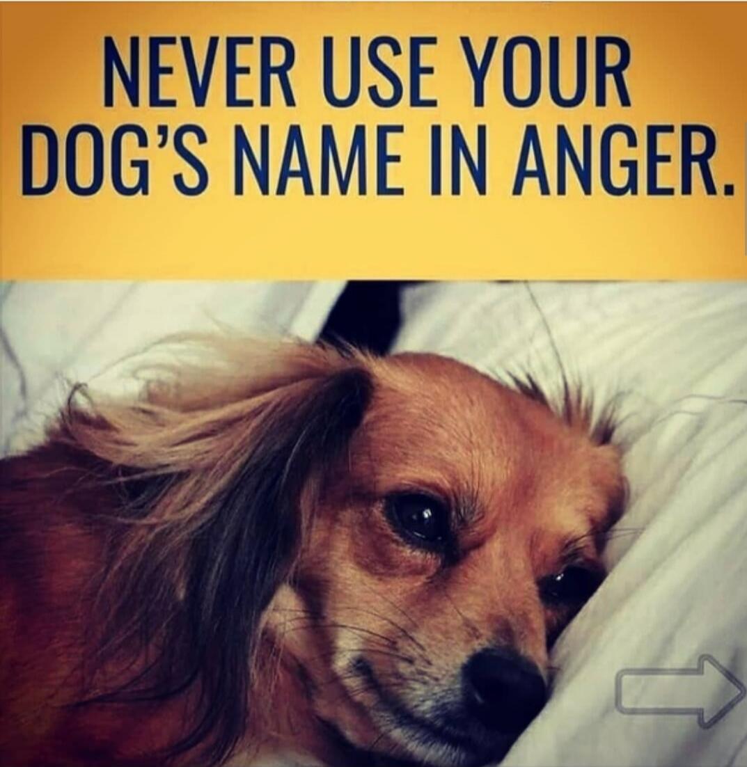 NEVER USE YOUR DOG'S NAME IN ANGER.