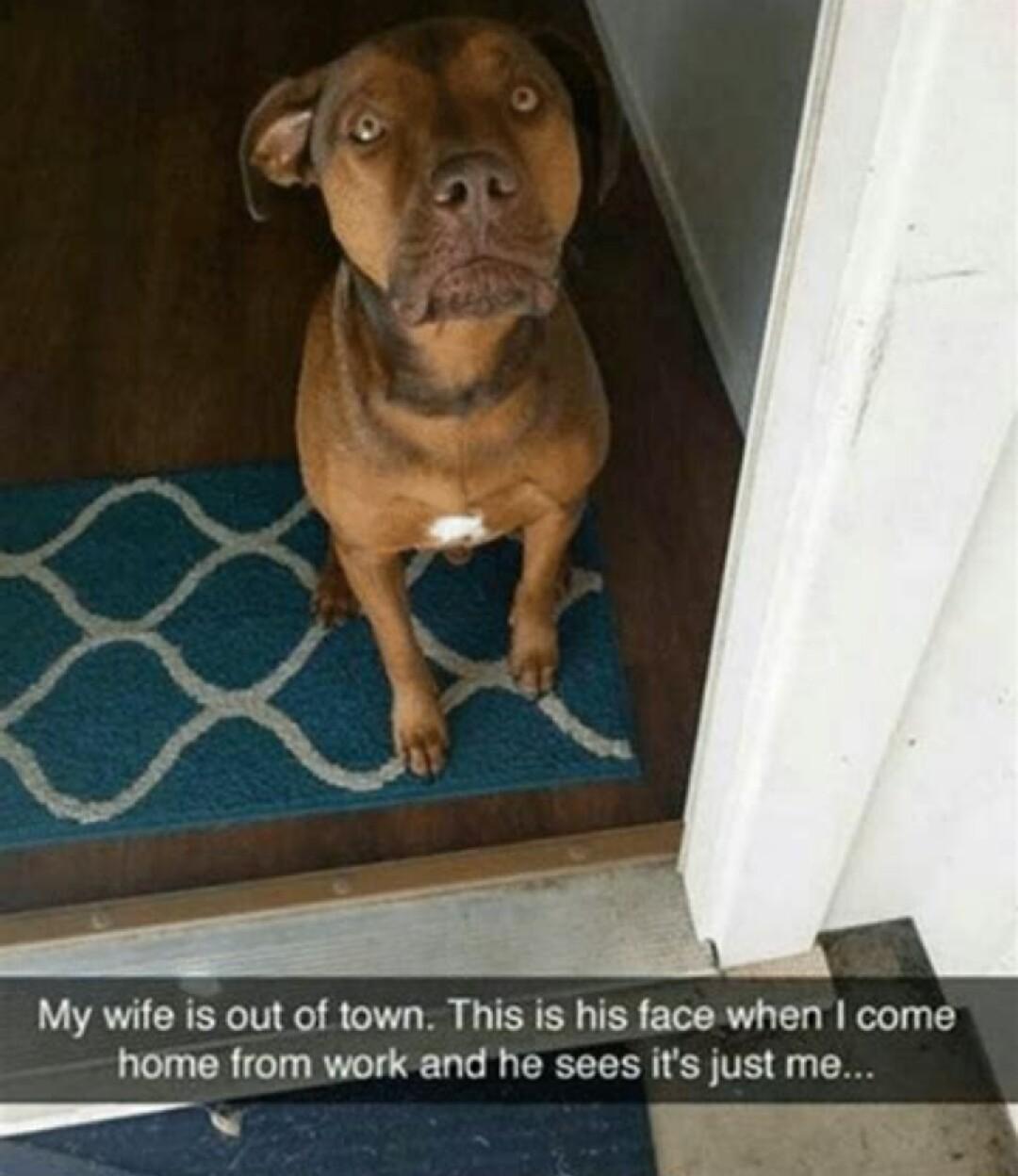 My wife is out of town This is his face when come home from work and he sees its just me 1