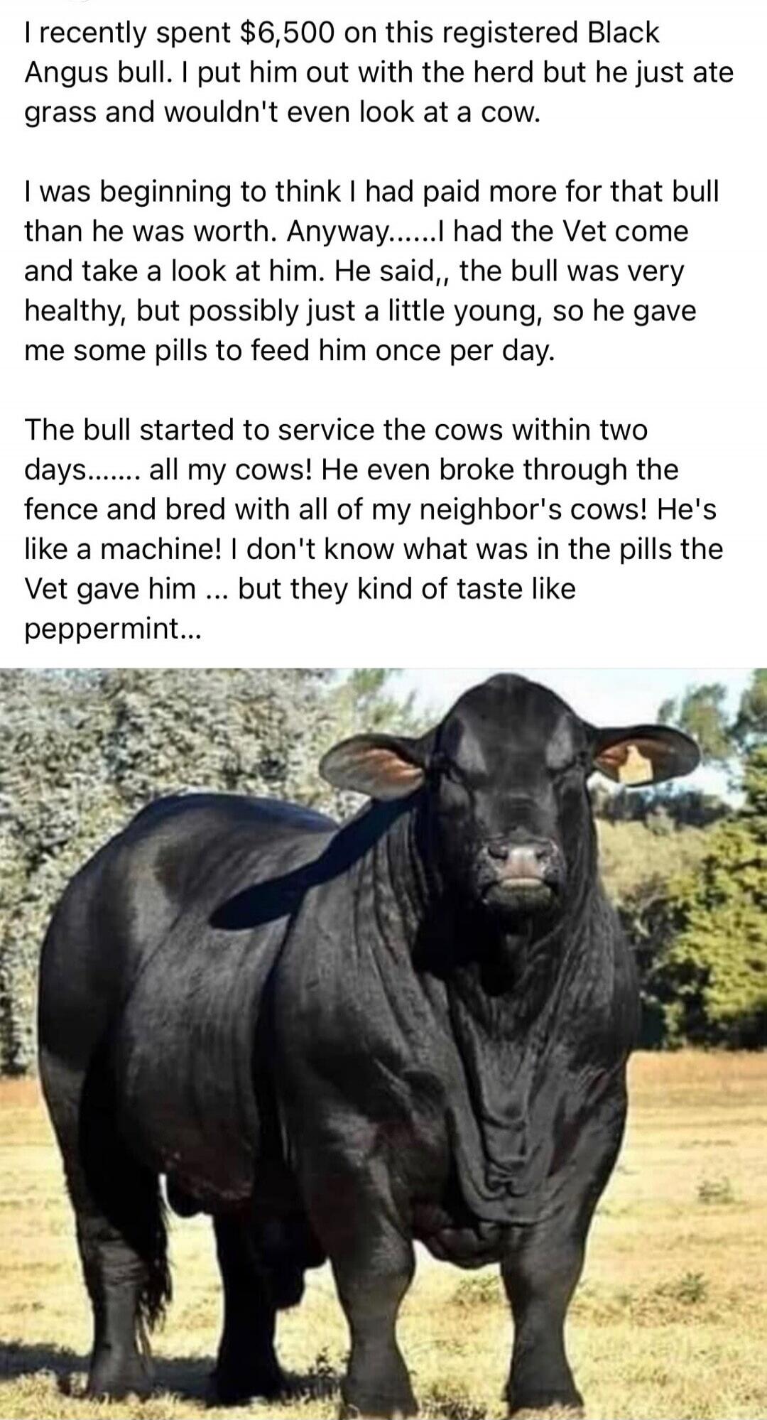 I recently spent $6,500 on this registered Black Angus bull. I put him out with the herd but he just ate grass and wouldn't even look at a cow. I was beginning to think I had paid more for that bull than he was worth. Anyway, I had the Vet come and take a look at him. He said the bull was very healthy, but possibly just a little young, so he gave m