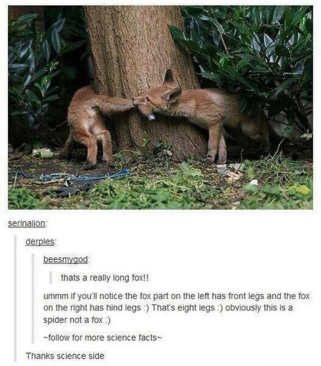 serinalion derples beesmygod thats a really long fox ummm if youll notice the fox part on the left has front legs and the fox on the right has hind legs Thats eight legs obviously this is a spider not a fox follow for mere science facts Thanks science side