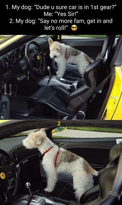 1 My dog Dude u sure car is in 1st gear Me Yes Sir 2 My dog Say no more fam get in and lets roll