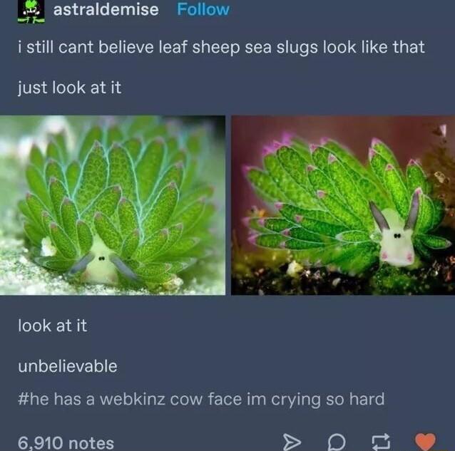 astraldemise id i still cant believe leaf sheep sea slugs look like that just look at it look at it unbelievable he has a webkinz cow face im crying so hard 6910 notes b e B J