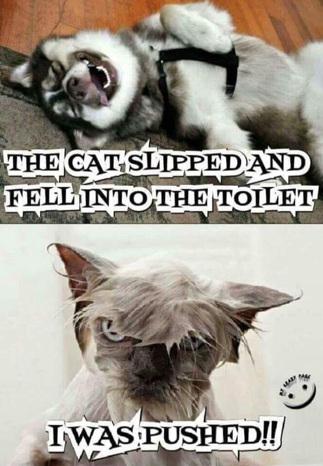 THE CAT SLIPPED AND FELL INTO THE TOILET. I WAS PUSHED!!
