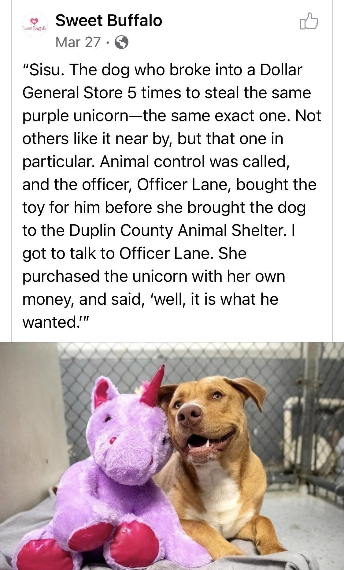 Sweet Buffalo Mar 27 Sisu The dog who broke into a Dollar General Store 5 times to steal the same purple unicornthe same exact one Not others like it near by but that one in particular Animal control was called and the officer Officer Lane bought the toy for him before she brought the dog to the Duplin County Animal Shelter got to talk to Officer Lane She purchased the unicorn with her own money a