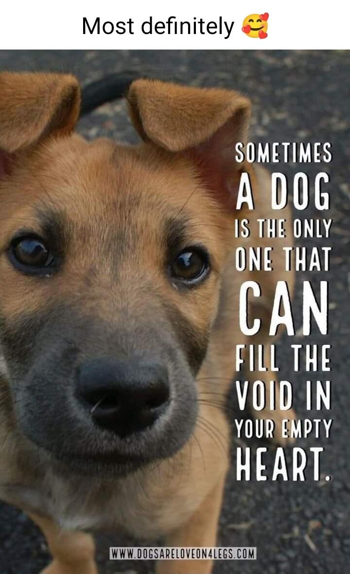 Most definitely SOMETIMES ACDOG ISITHELONLY ONETTHAT CAN FILL THE voID IN S YOURTEMPTY HEART W WD0GSARELOVEONALEGS COM