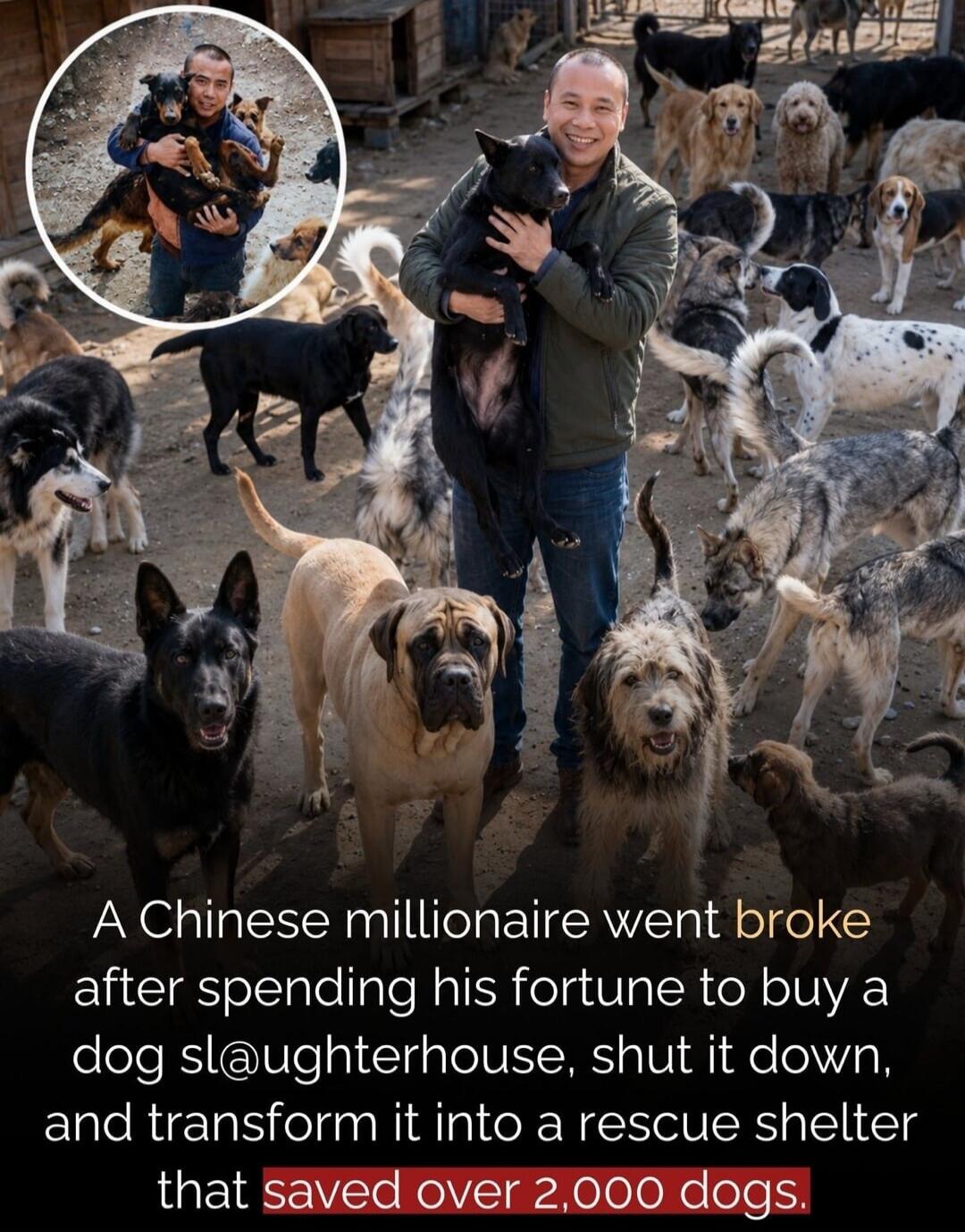 A Chinese millionaire went broke after spending his fortune to buy a dog slaughterhouse, shut it down, and transform it into a rescue shelter that saved over 2,000 dogs.