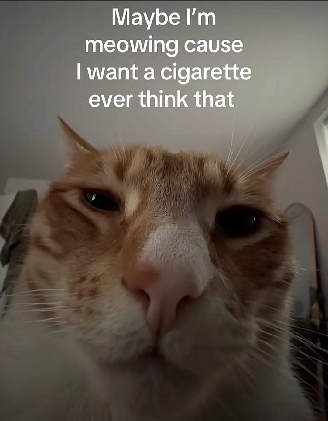 Maybe I'm meowing cause I want a cigarette ever think that