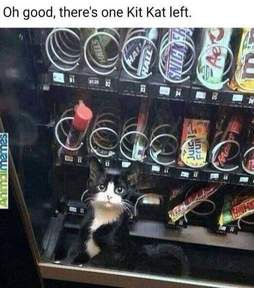 Oh good, there’s one Kit Kat left.