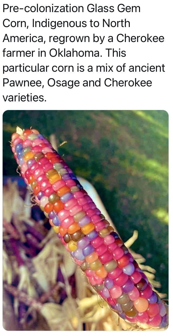 Pre colonization Glass Gem Corn Indigenous to North America regrown by a Cherokee farmer in Oklahoma This particular corn is a mix of ancient Pawnee Osage and Cherokee varieties