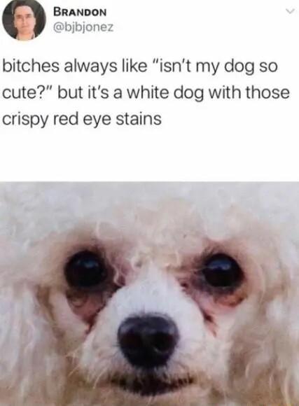 BRANDON bjbjonez bitches always like isnt my dog so cute but its a white dog with those crispy red eye stains
