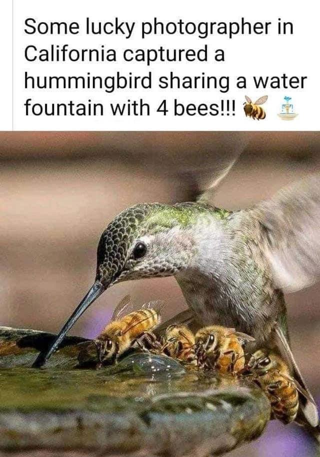 Some lucky photographer in California captured a hummingbird sharing a water fountain with 4 bees