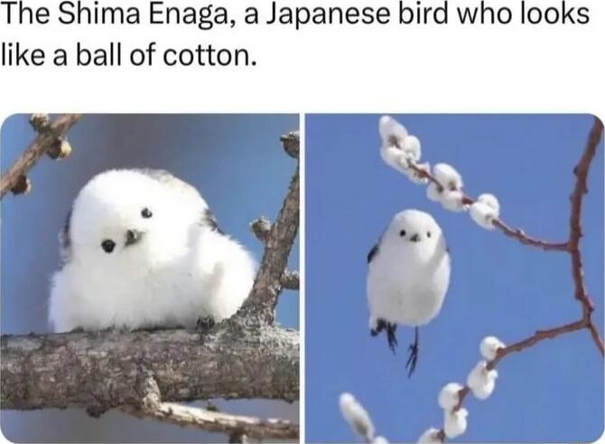 The Shima Enaga a Japanese bird who looks like a ball of cotton